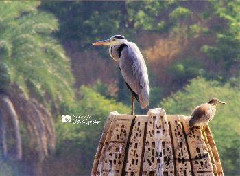 Wildlife photography, Udaipur.